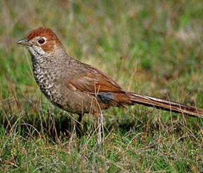 Rufous, Peterborough, Victoria