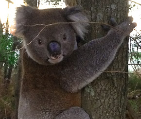 Koala, Peterborough Victoria